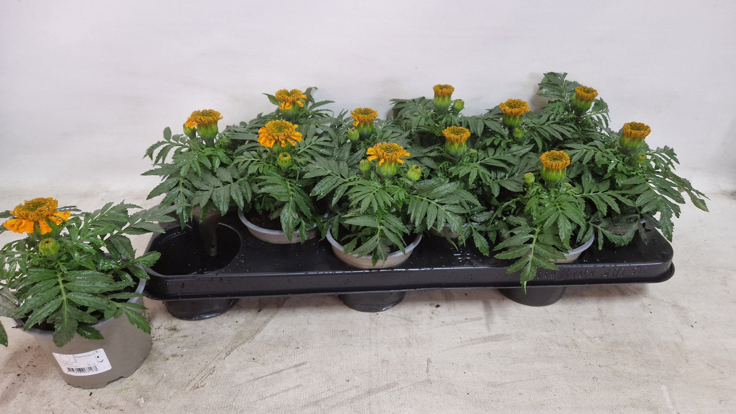Tagetes er. Taishan Orange 25cm 510cm Pot
