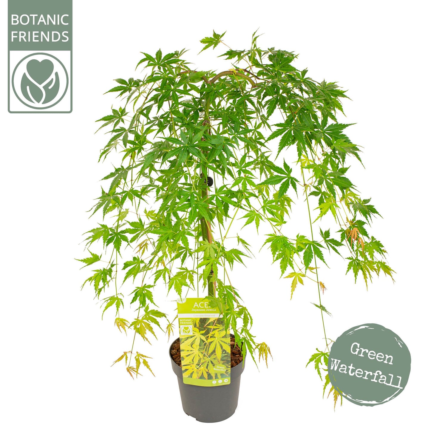 Acer palm. Cascade Emerald 80cm 19cm Pot