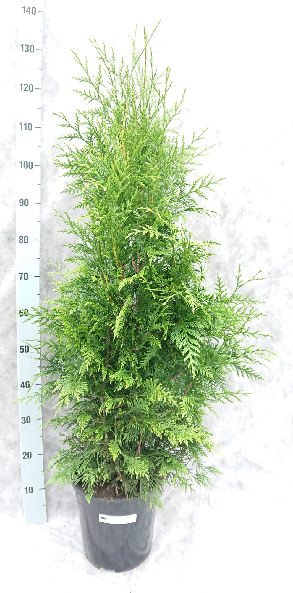 Thuja plicata Excelsa 120cm 24cm Pot