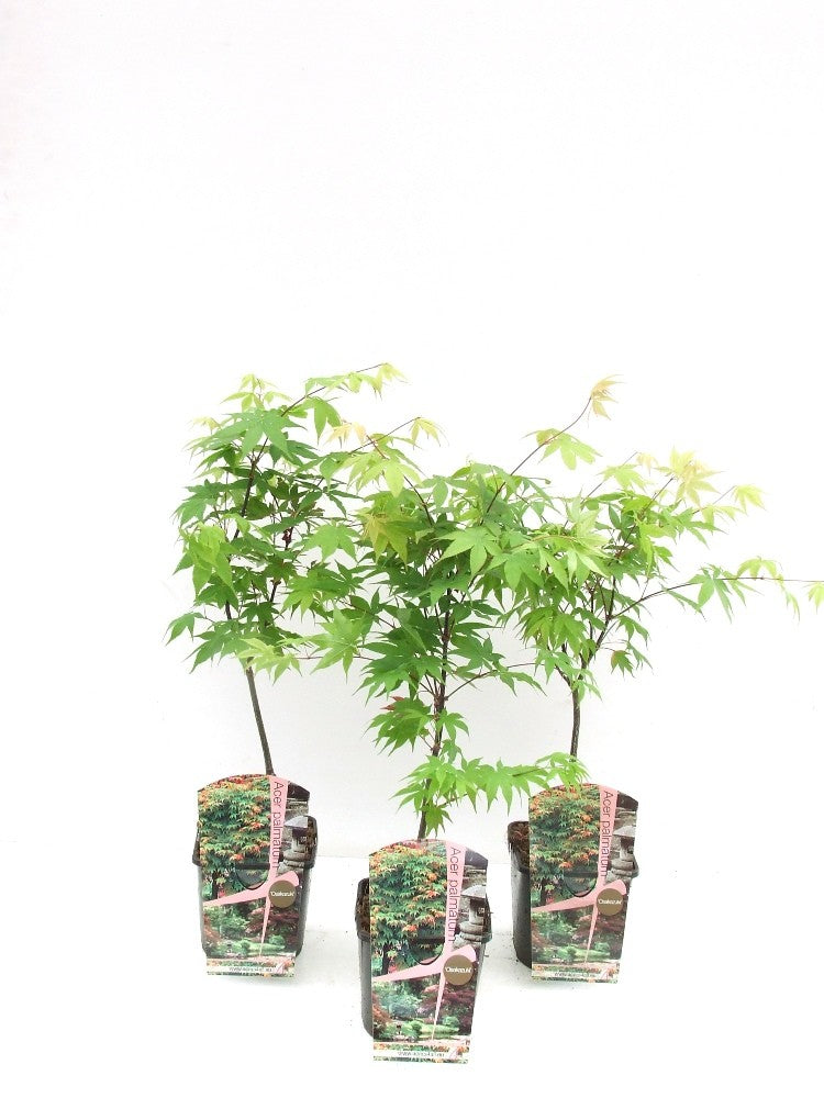Acer Osakazuki 60cm 19cm Pot