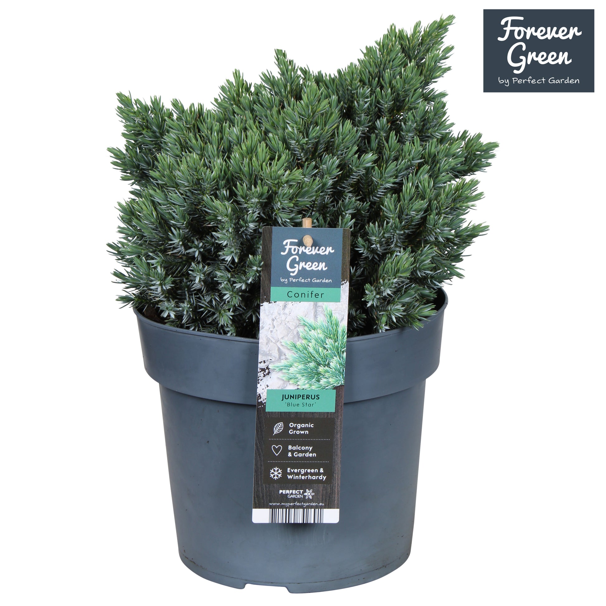 Juniperus Blue Star 50cm 19cm Pot
