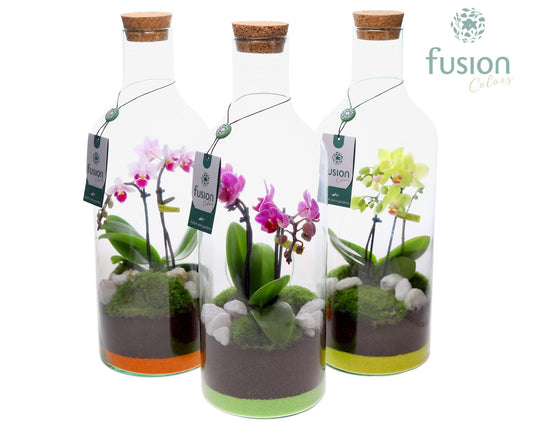 Green Bottle Fles Medium met Phalaenopsis 43cm 15cm Pot