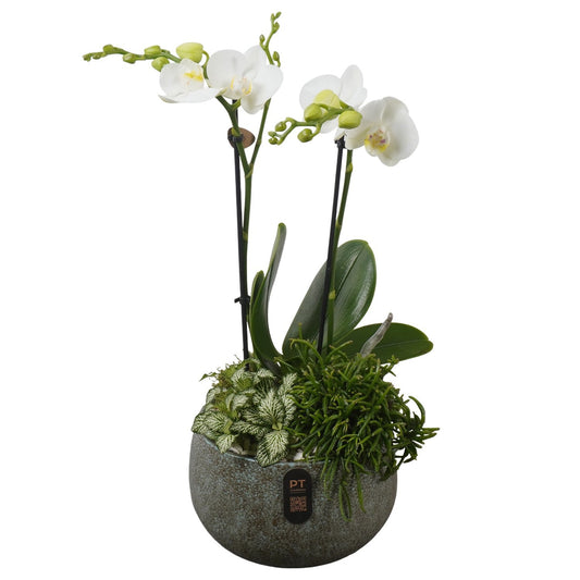 Indoor arrangement 47cm 19cm Pot