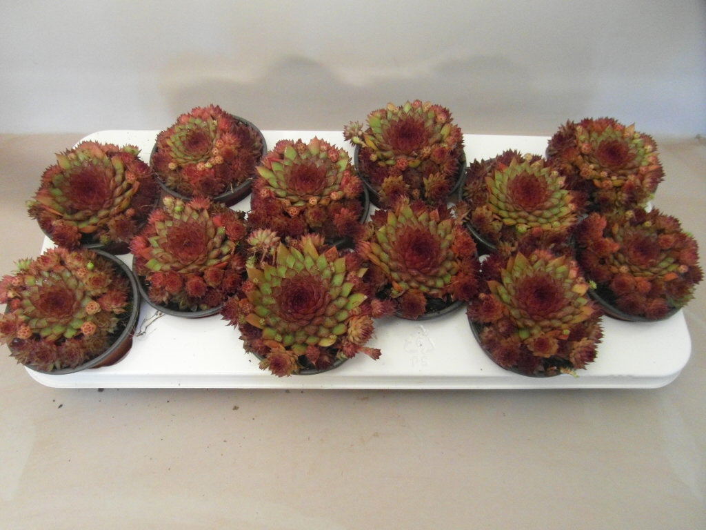 Sempervivum Othello 15cm 11cm Pot