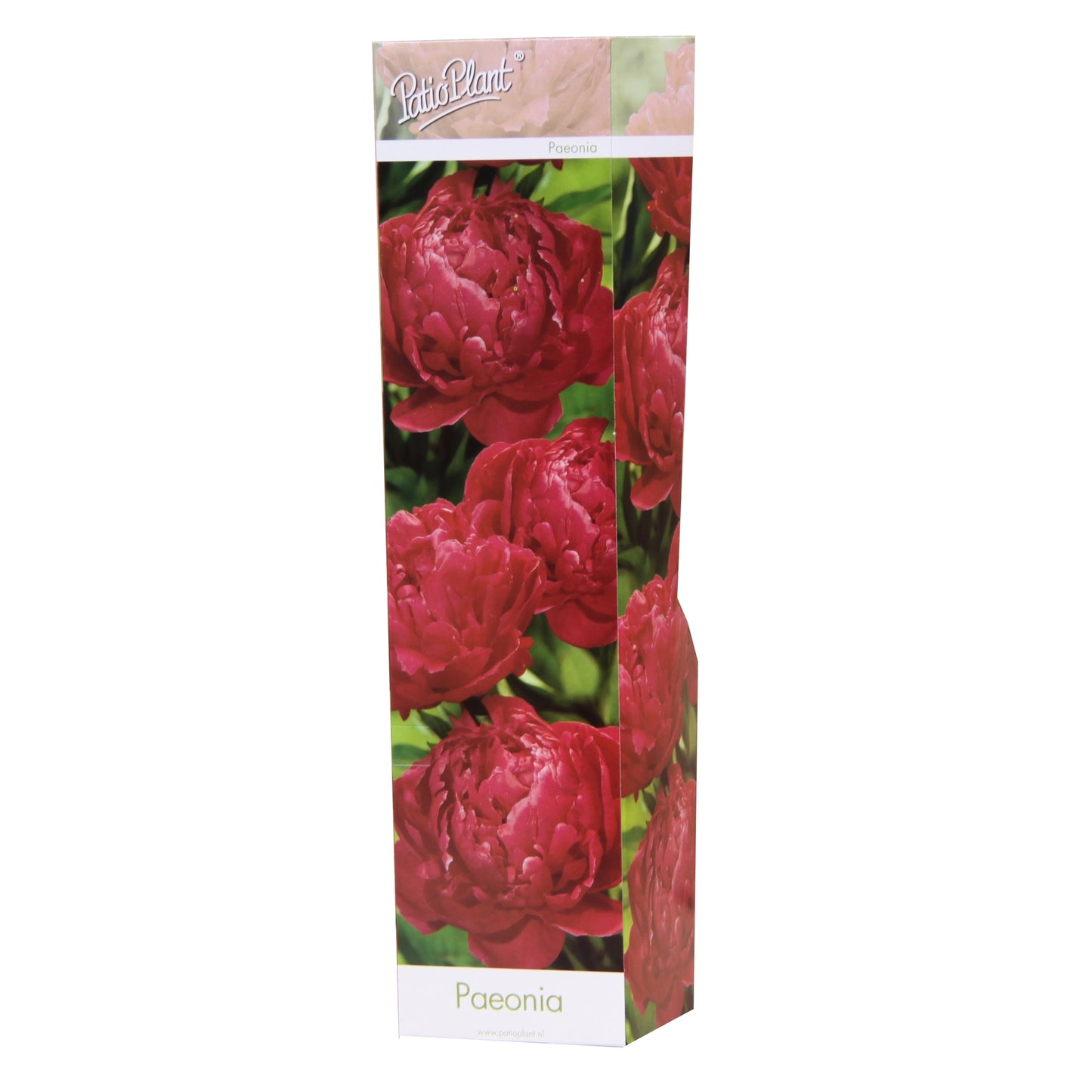 Valk BV Patioplant Paeonia mix Pack of 12