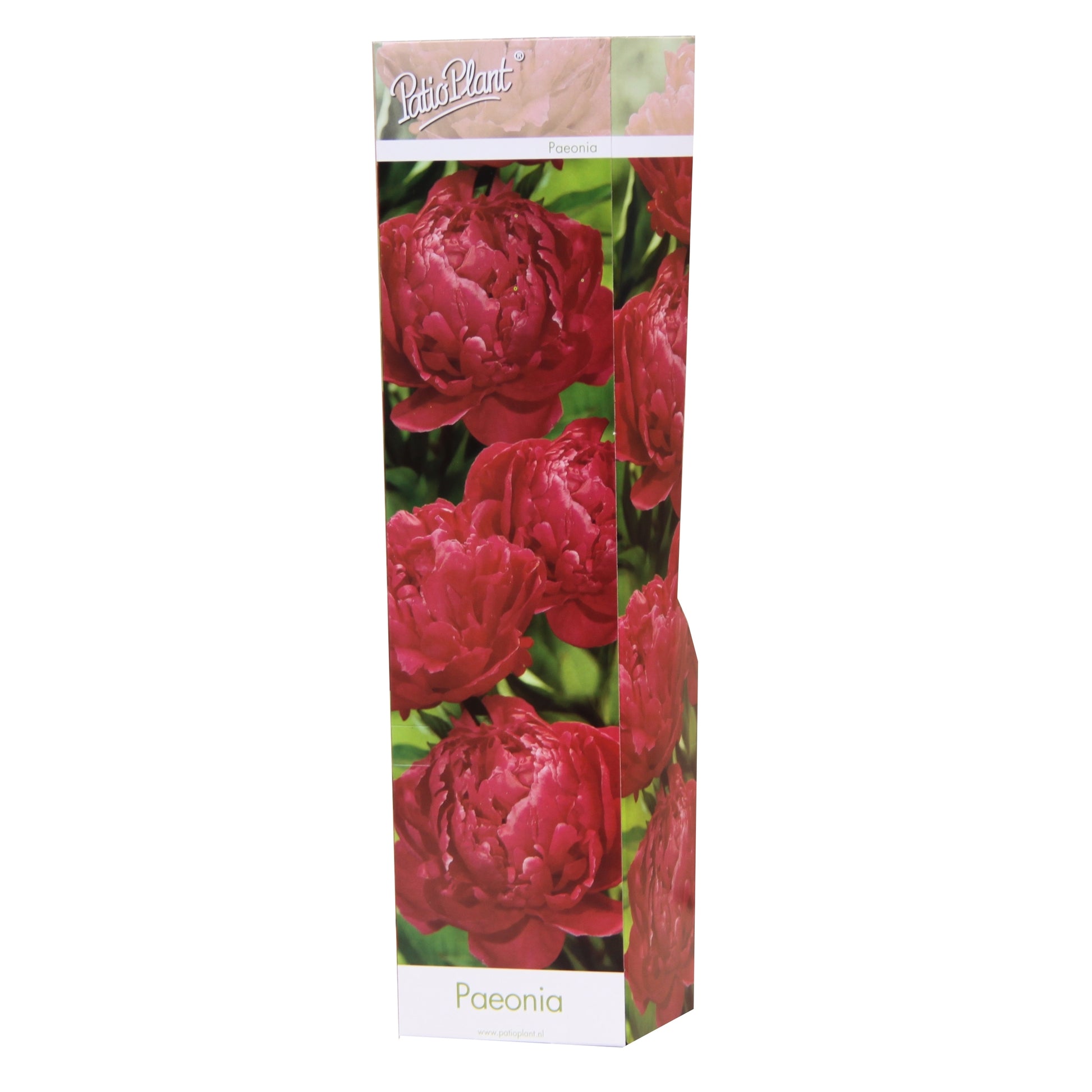 Valk BV Patioplant Paeonia mix Pack of 12