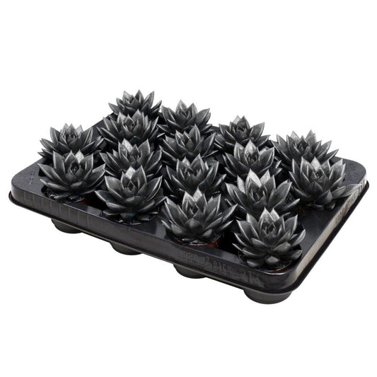 Miranda coloured metallic dark grey 8cm 6cm Pot