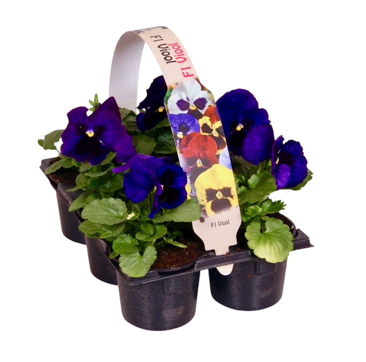 Zuidbaak Honselersdijk Viola Flair Blue with Eye Pack of 14