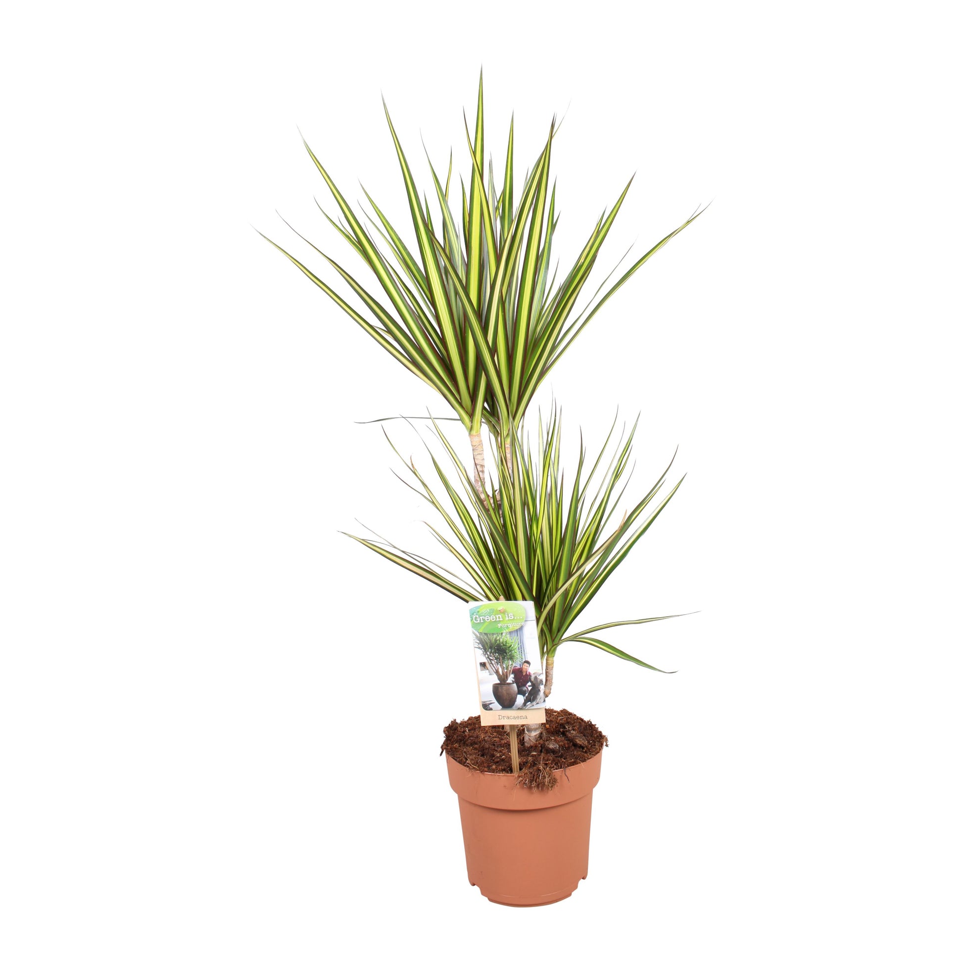 Dracaena Sunray 75cm 17cm Pot