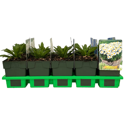 Leucanthemum ohh Lagrande 25cm 11cm Pot