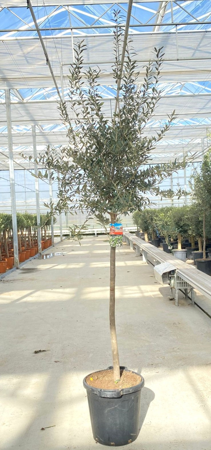 Olea europaea 250cm 40cm Pot