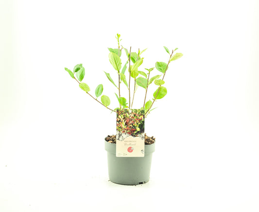 Aronia mel. Brilliant 60cm 19cm Pot