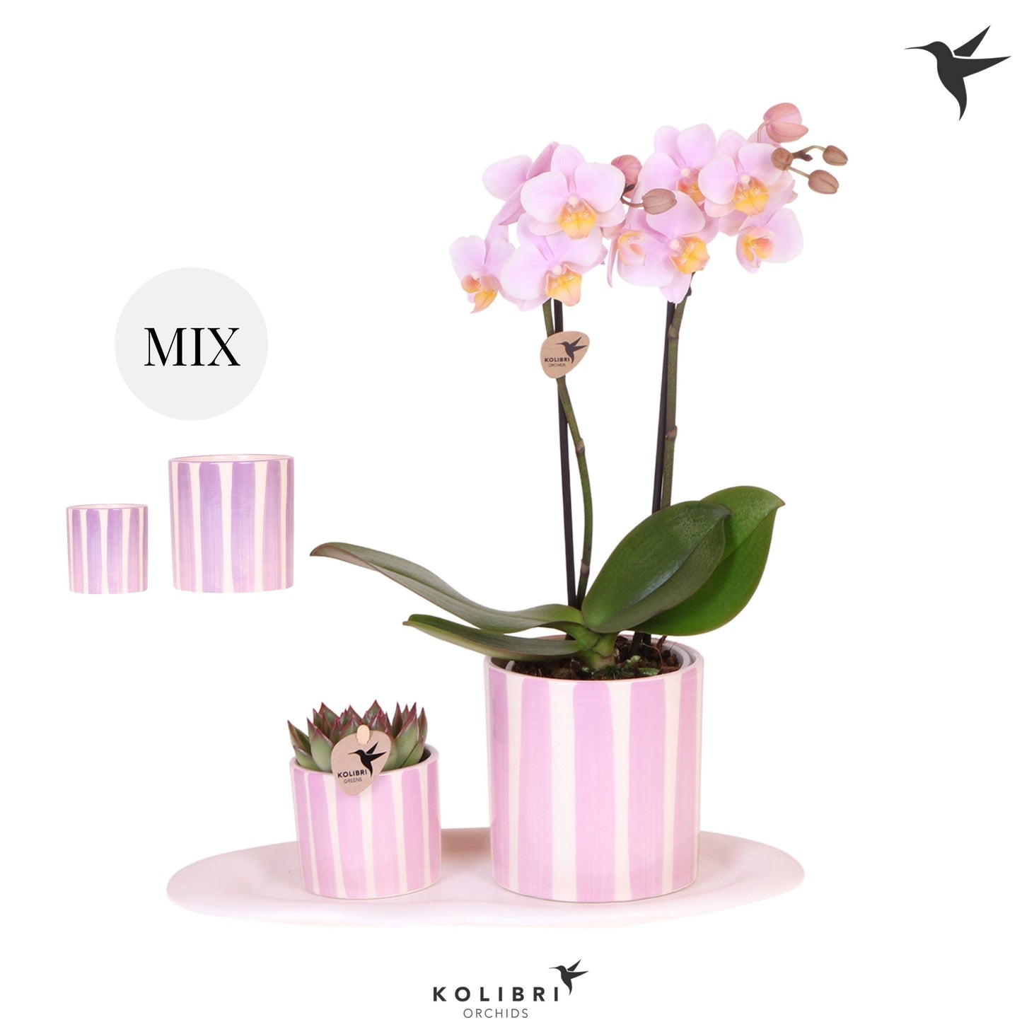 Kolibri Gift Set small Mediterranean pink purple mix 40cm 18cm Pot