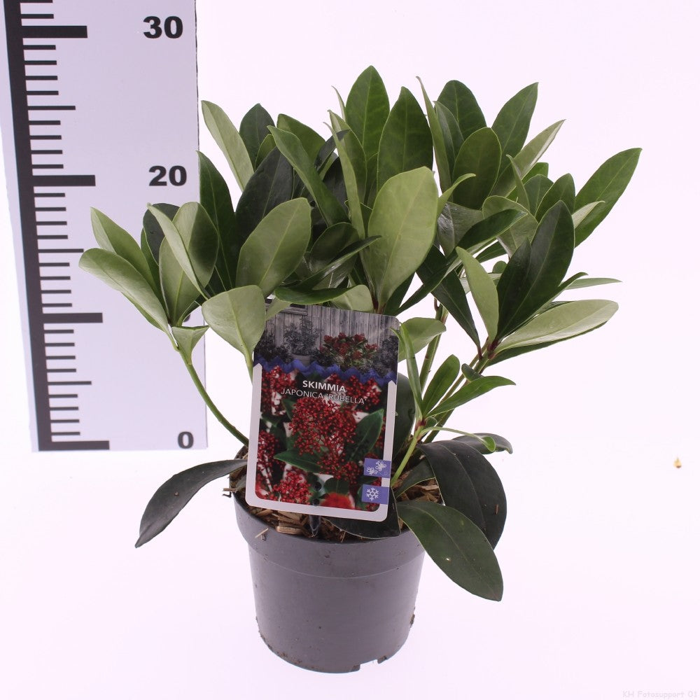 Skimmia japonica Rubella 20cm 13cm Pot