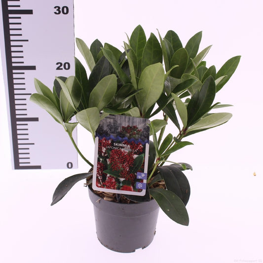 Skimmia japonica Rubella 20cm 13cm Pot