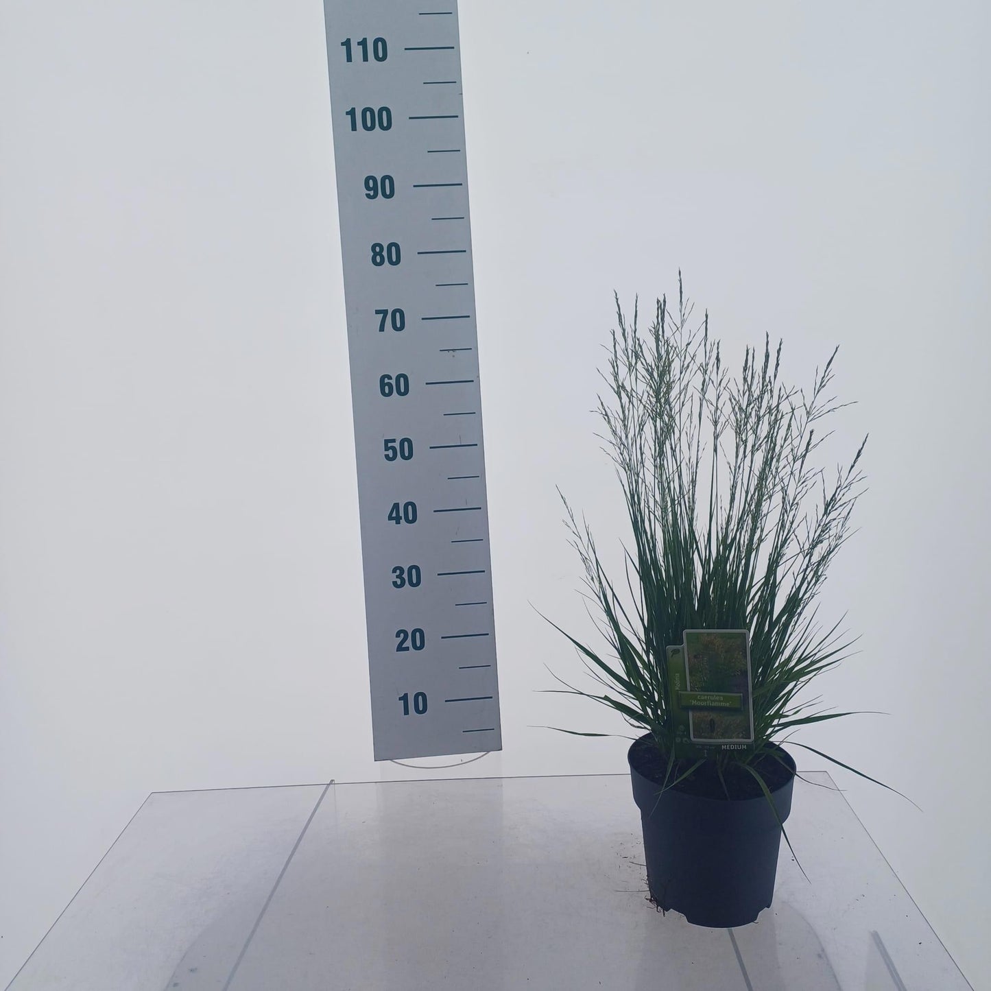 Molinia Moorflamme 65cm 19cm Pot