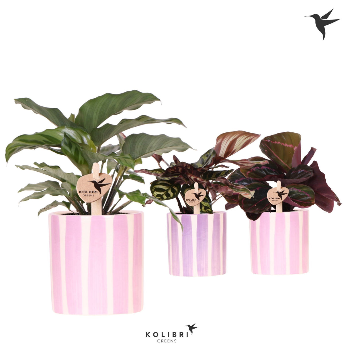Calathea mix 24cm 9cm Pot