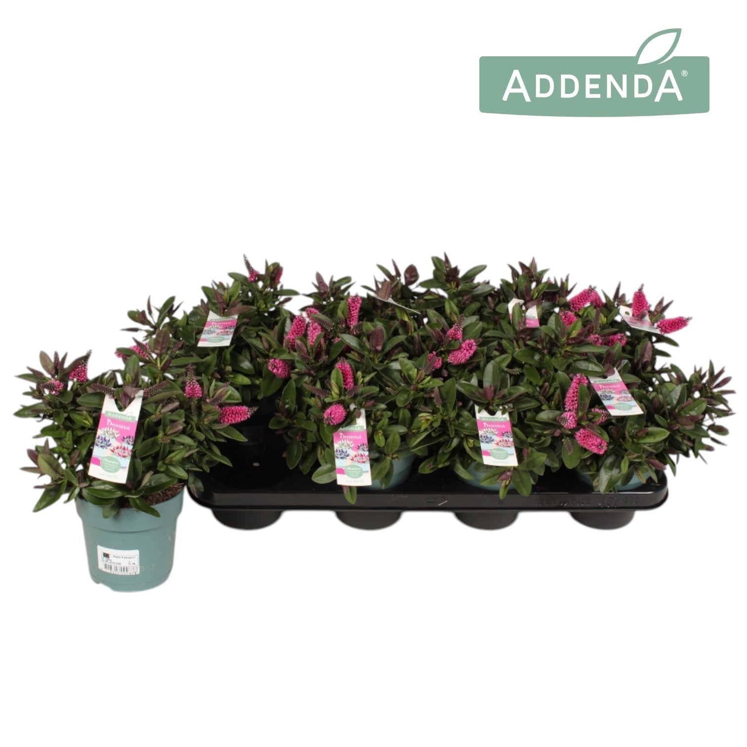 Hebe Hebedonna Eva 28cm 12cm Pot