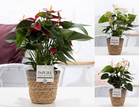 Anthurium mix 45cm 12cm Pot