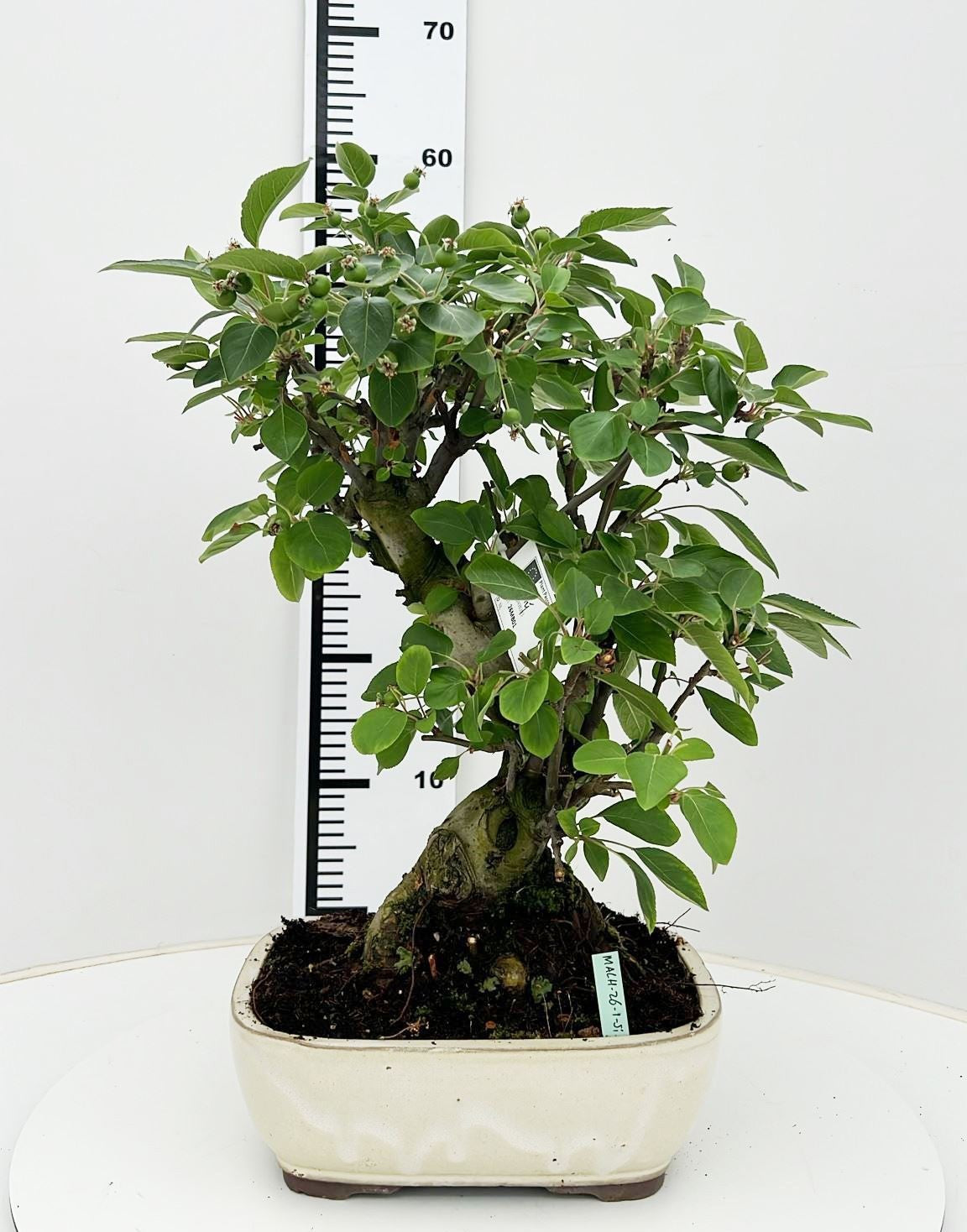 Bonsai Metasequoia Forest 60cm 26cm Pot