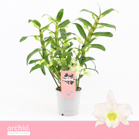 Dendrobium Apollon wild 30cm 12cm Pot