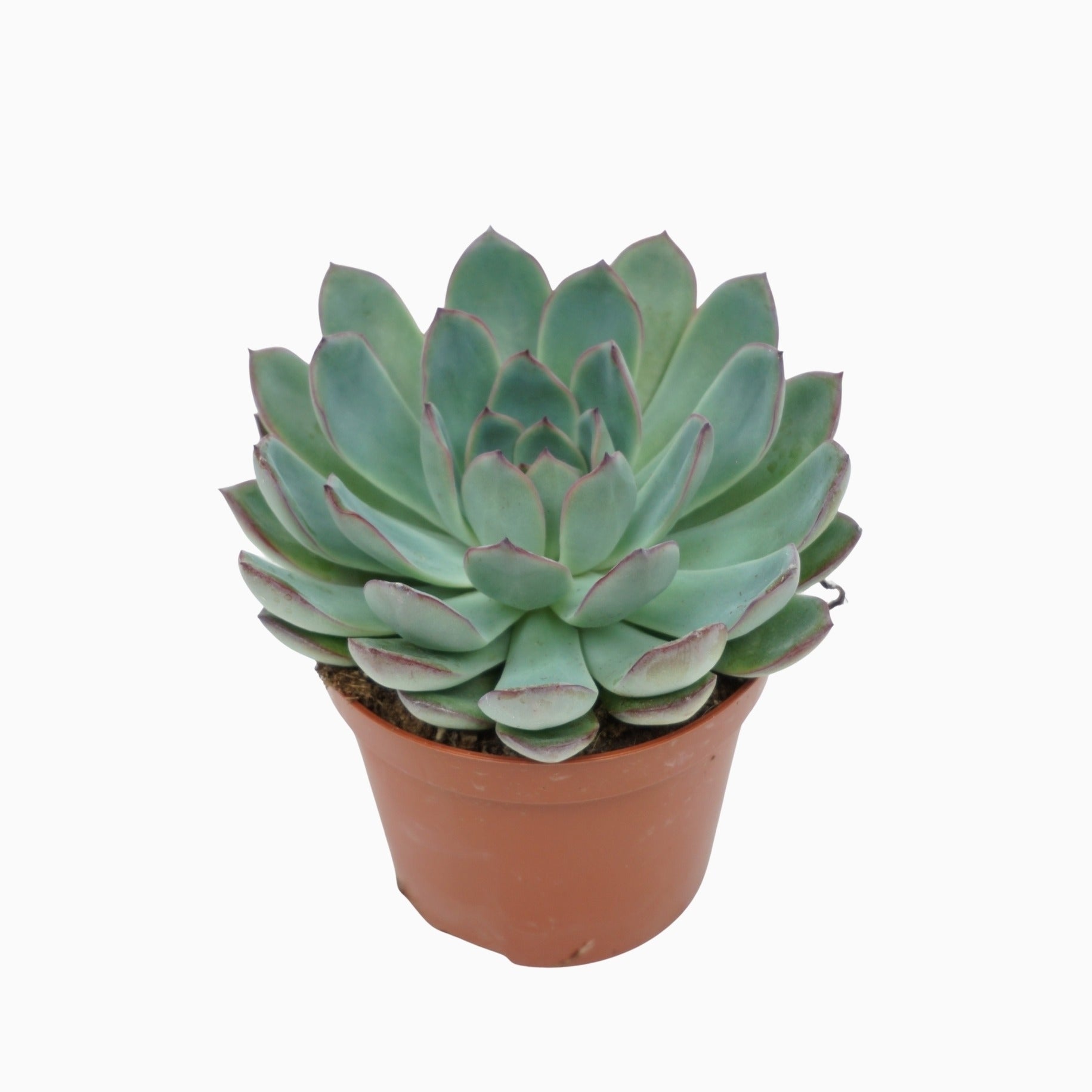 Echeveria Apus 10cm 8.5cm Pot