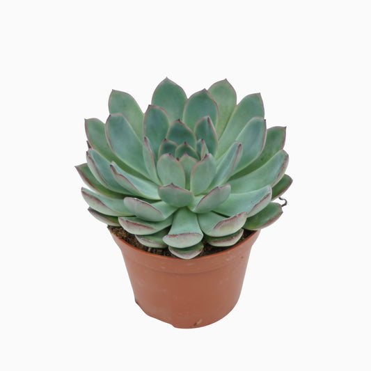 Echeveria Apus 10cm 8.5cm Pot