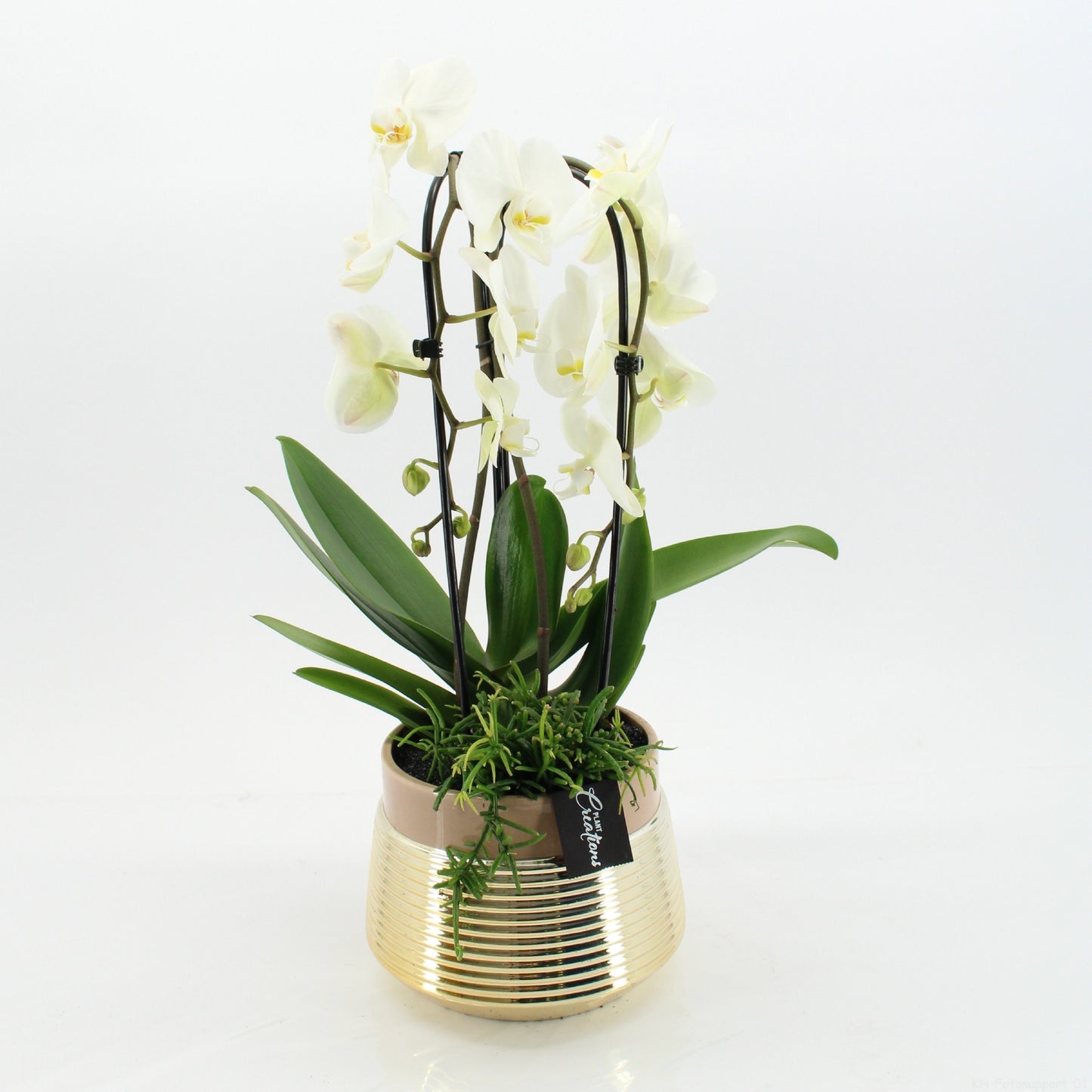 Phalaenopsis arrangement 60cm 20cm Pot