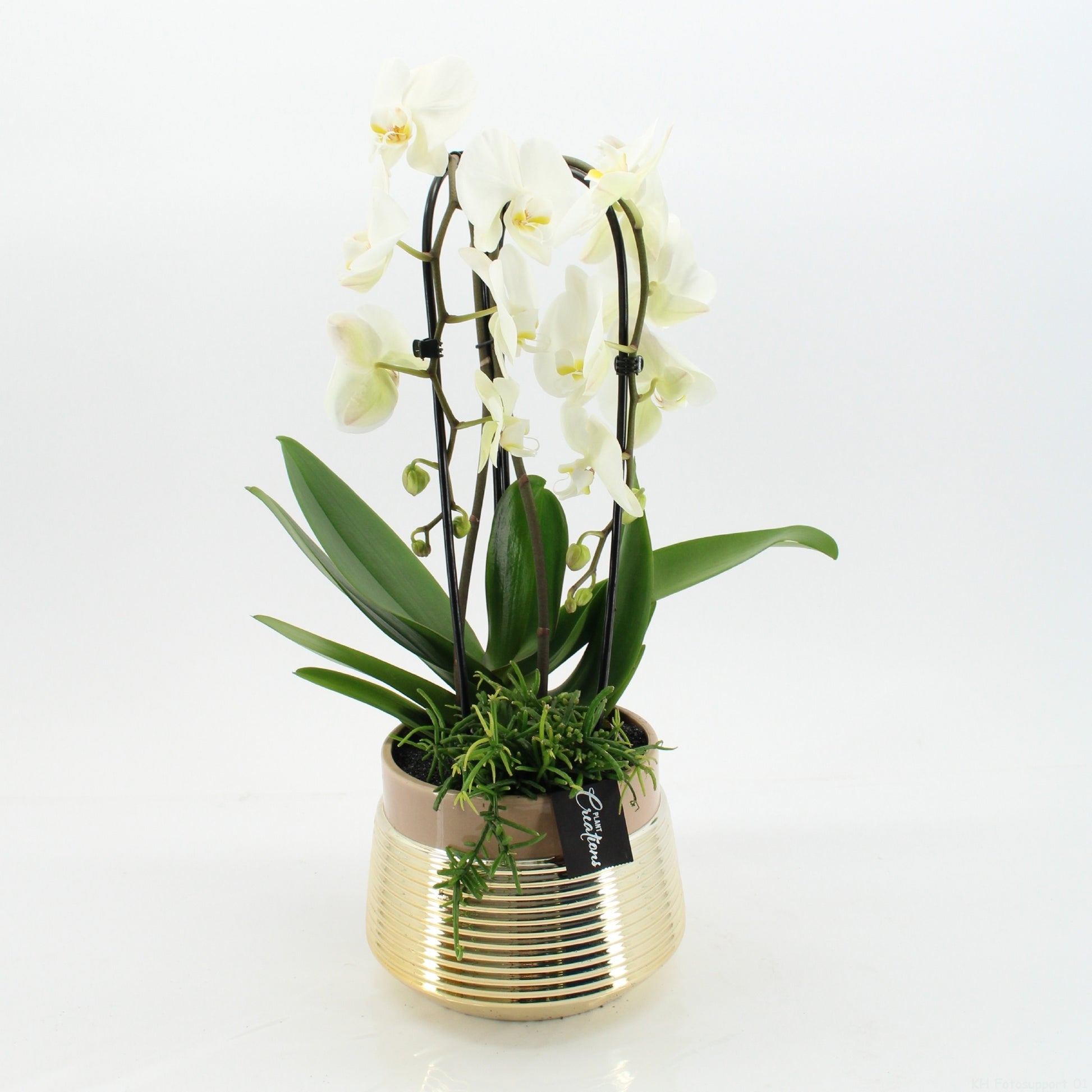 Phalaenopsis arrangement 60cm 20cm Pot