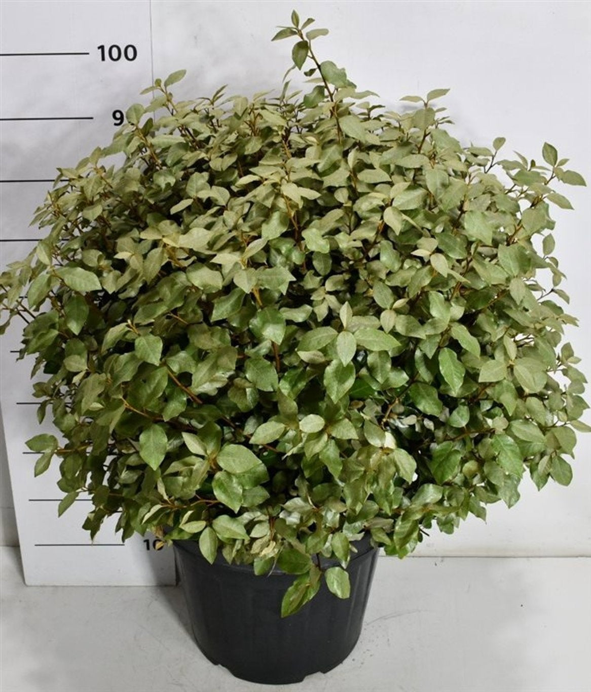 Elaeagnus ebbingei 120cm 40cm Pot
