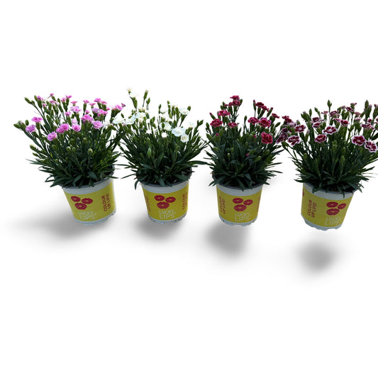 Dianthus Lucky Lips mix 25cm 510cm Pot