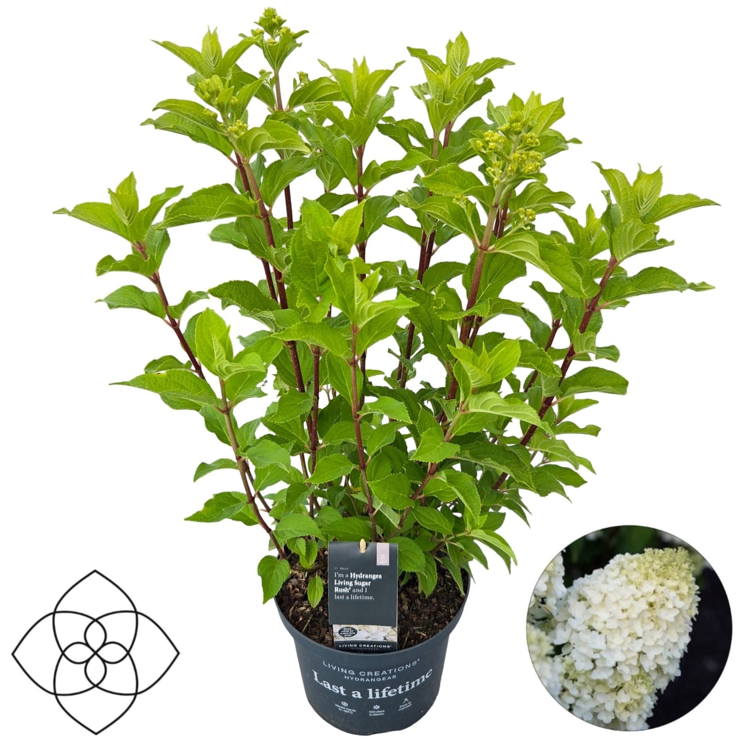 Hydrangea pan. Living Sugar Rush 70cm 23cm Pot