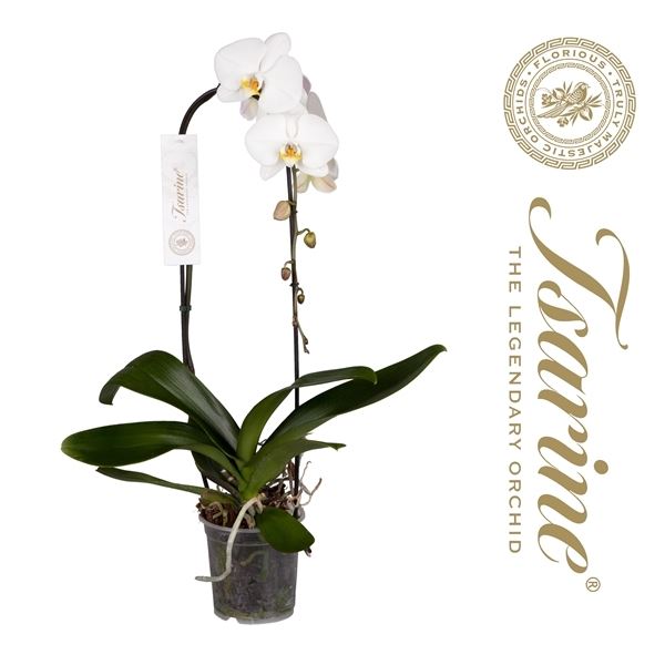Phalaenopsis white 85cm 15cm Pot
