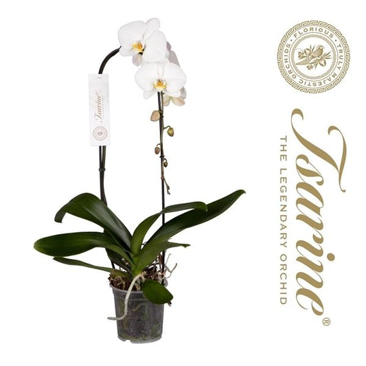 Phalaenopsis white 85cm 15cm Pot