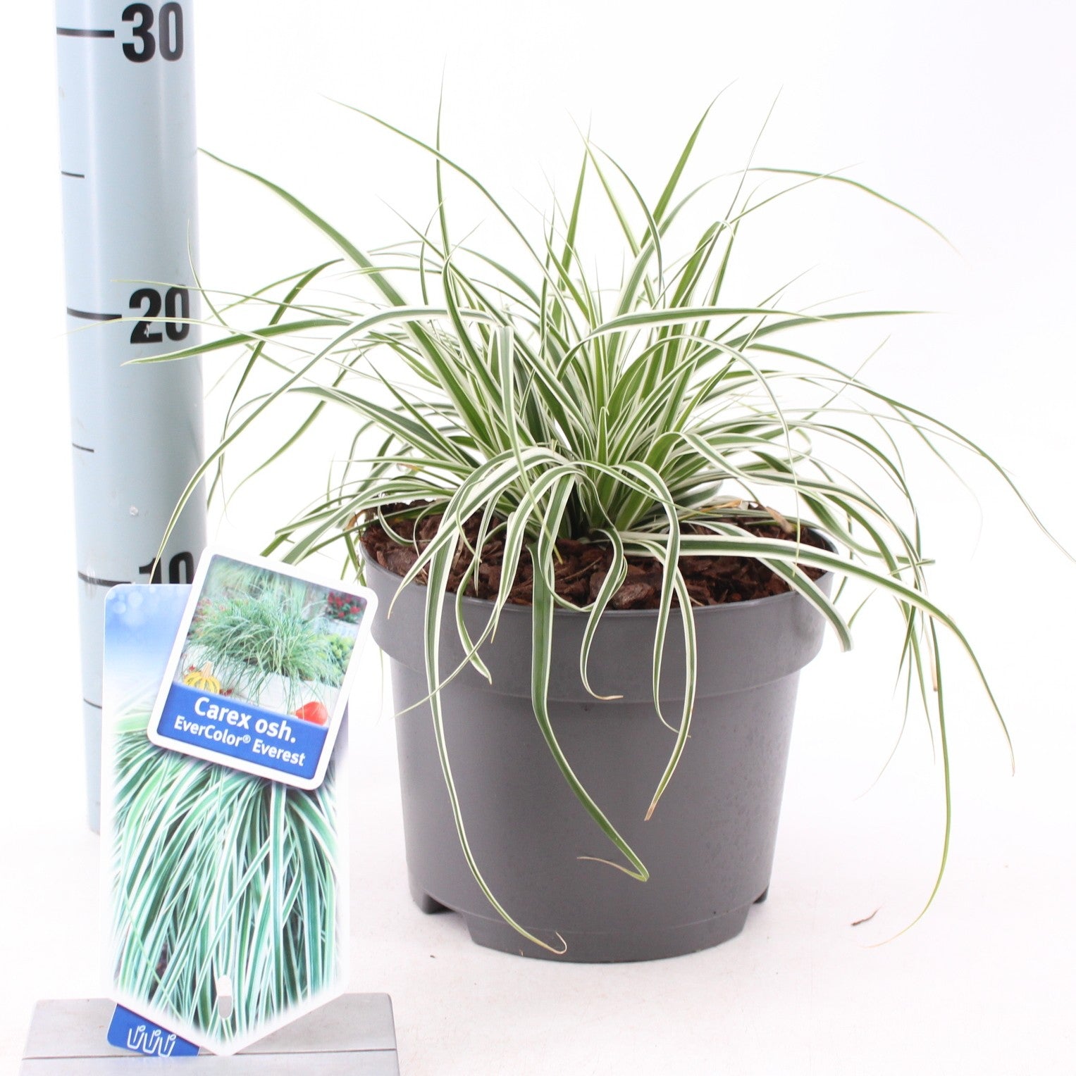 Carex Everest 40cm 17cm Pot