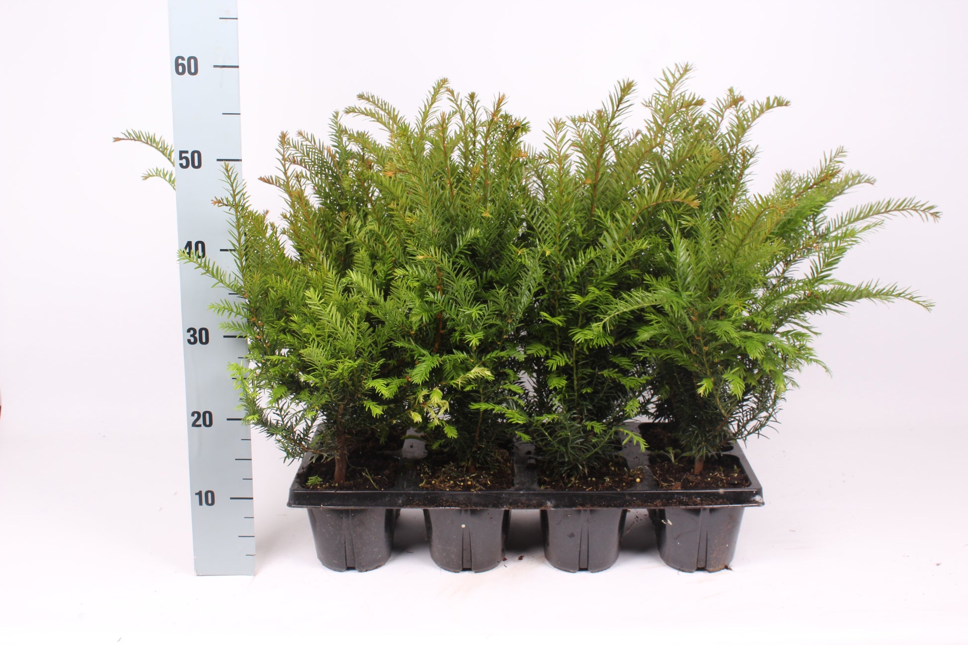 Taxus baccata 55cm 13cm Pot