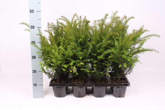Taxus baccata 55cm 13cm Pot