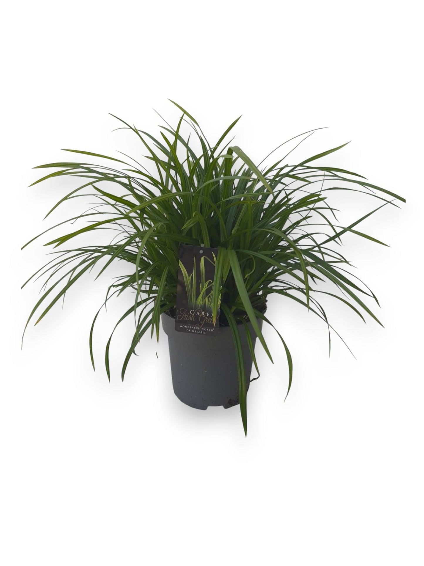 Carex morrowii 50cm 22cm Pot