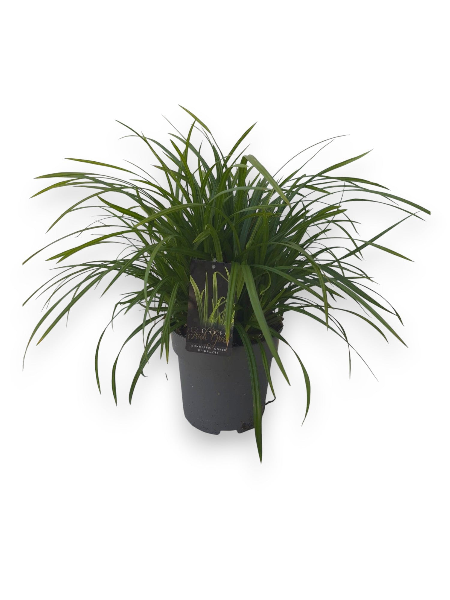 Carex morrowii 50cm 22cm Pot