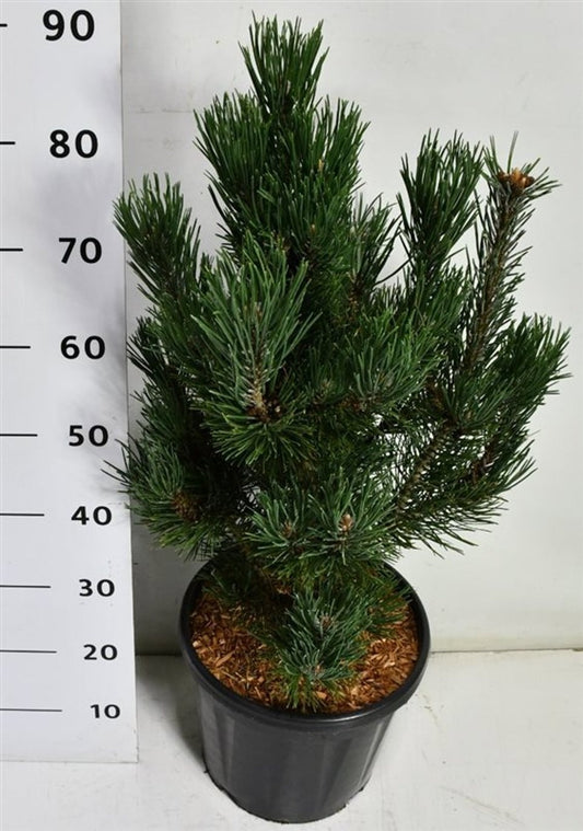 Pinus hybrid 90cm 32cm Pot