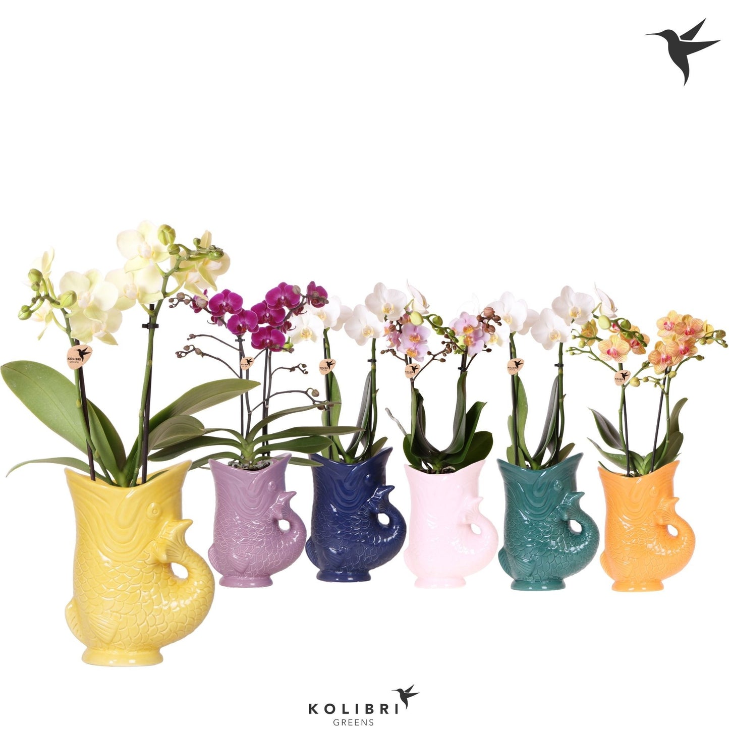 Phalaenopsis mix 40cm 9cm Pot