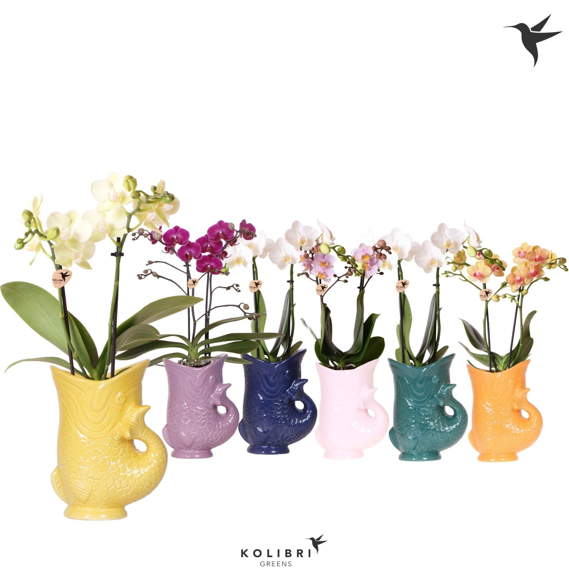 Phalaenopsis mix 40cm 9cm Pot