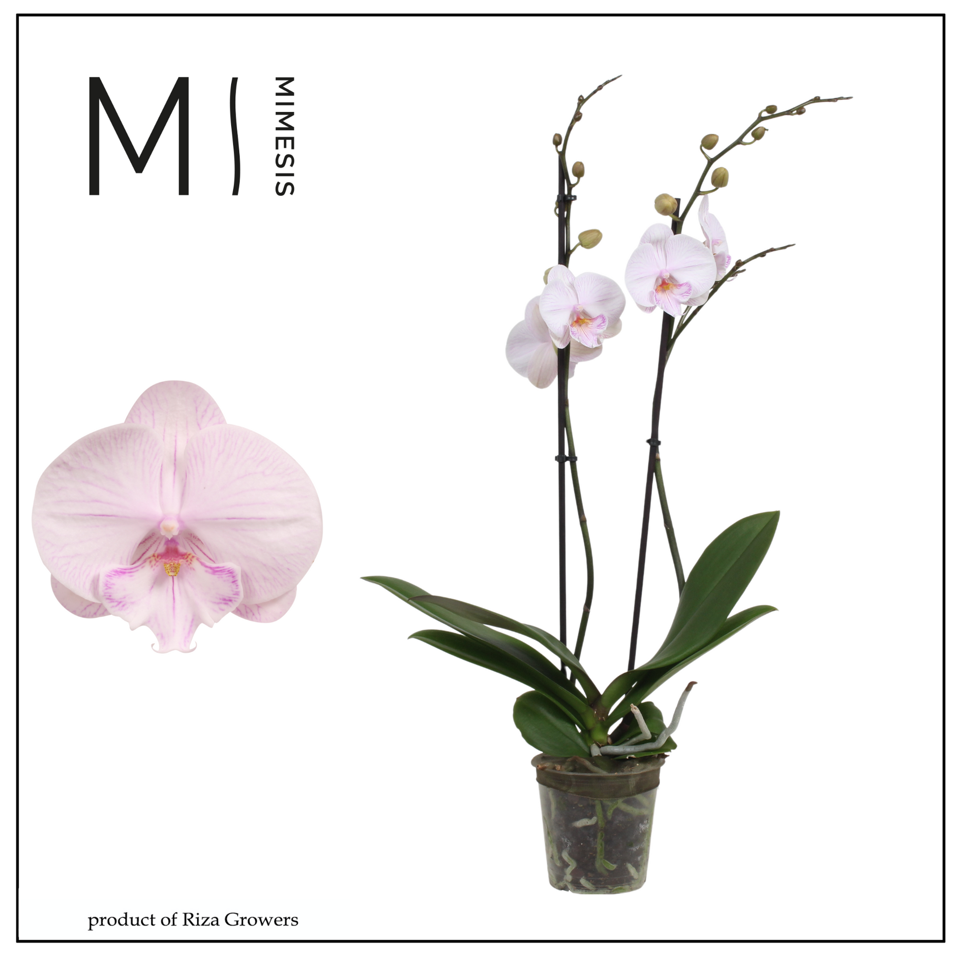 Phalaenopsis Manta Ambon 70cm 12cm Pot