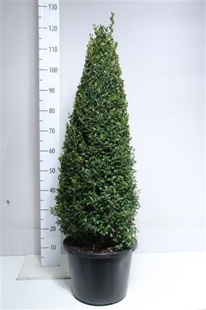 Buxus sempervirens ball 90cm 32cm Pot