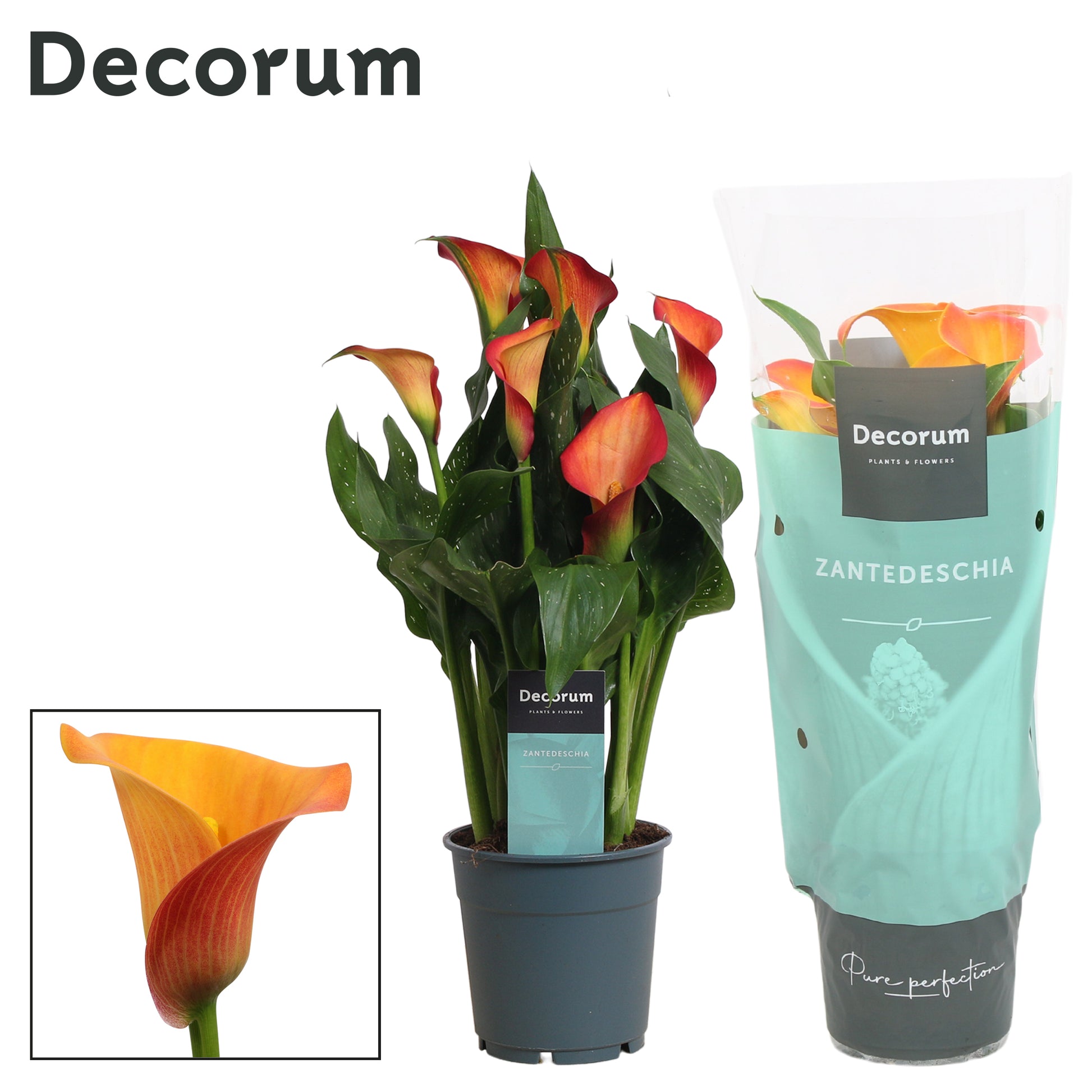 Zantedeschia orange 35cm 12cm Pot
