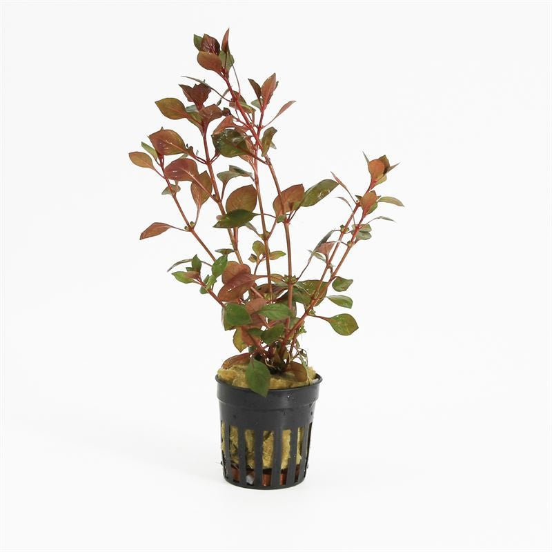 Ludwigia sp mini super red 10cm 5cm Pot
