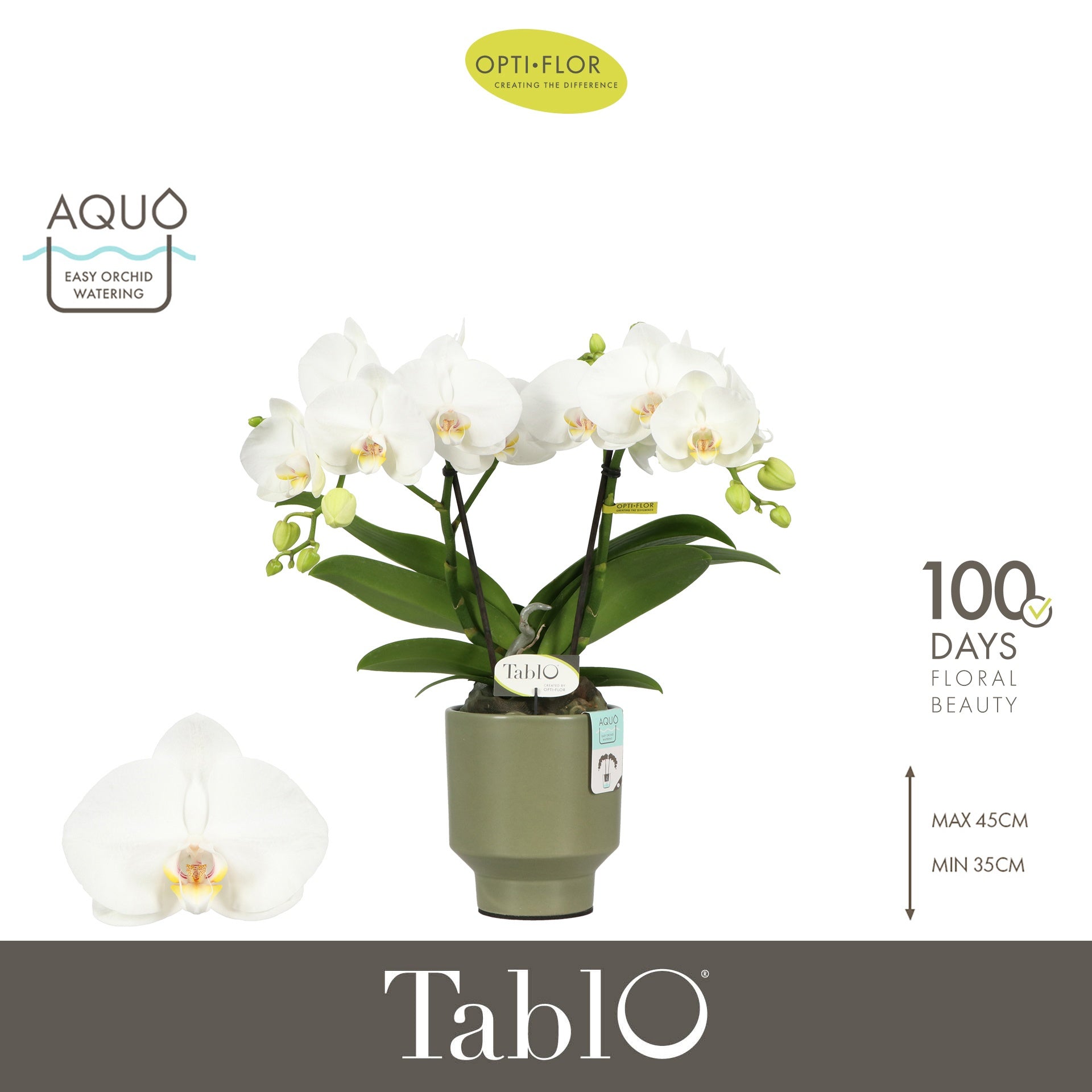 Phalaenopsis white 40cm 12cm Pot