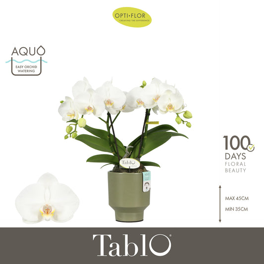 Phalaenopsis white 40cm 12cm Pot