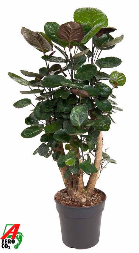 Polyscias Fabian 110cm 24cm Pot