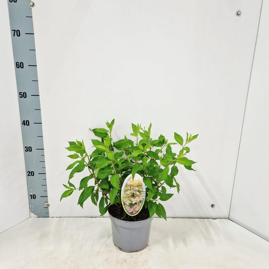 Hydrangea pan. Confetti 35cm 17cm Pot